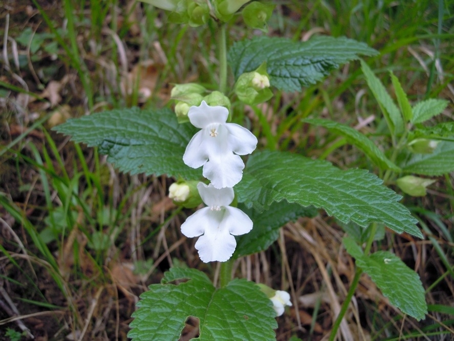 Melittis melissophyllum (Lamiaceae)